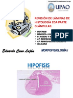 Histologiaiipartemorfoilalodiapos 131018012936 Phpapp02