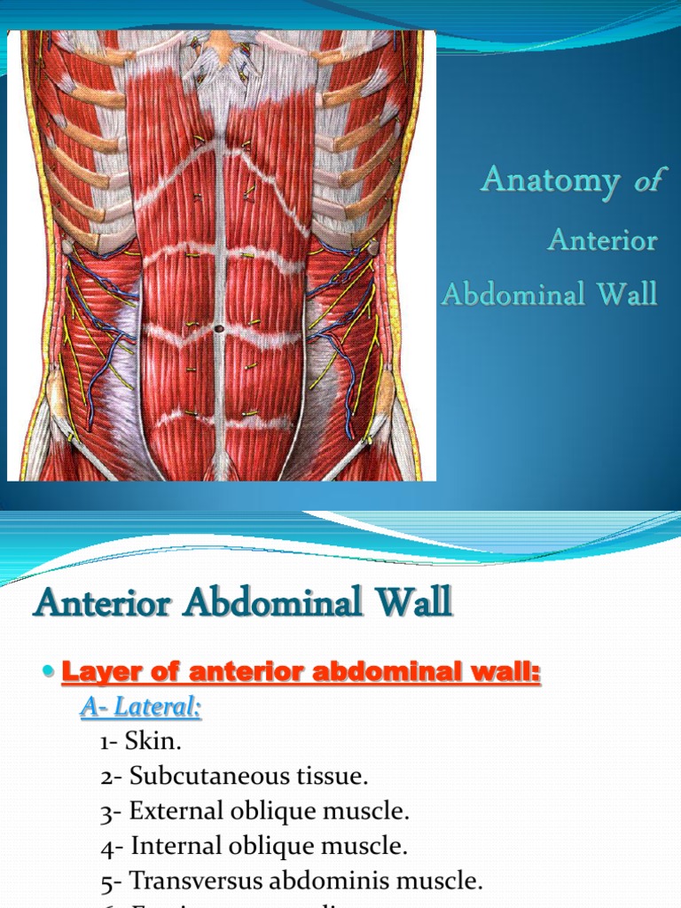 Anterior Abdominal Wall | Abdomen | Musculoskeletal System