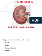 Anatomi Sistem Urinarius