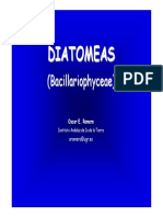 12. Diatomeas