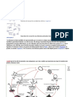 Ciclo de Vida