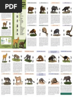 identificando_mamíferos_da_floresta_de_t