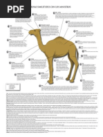 El Camello y Sus Asombrosas Caracteristicas