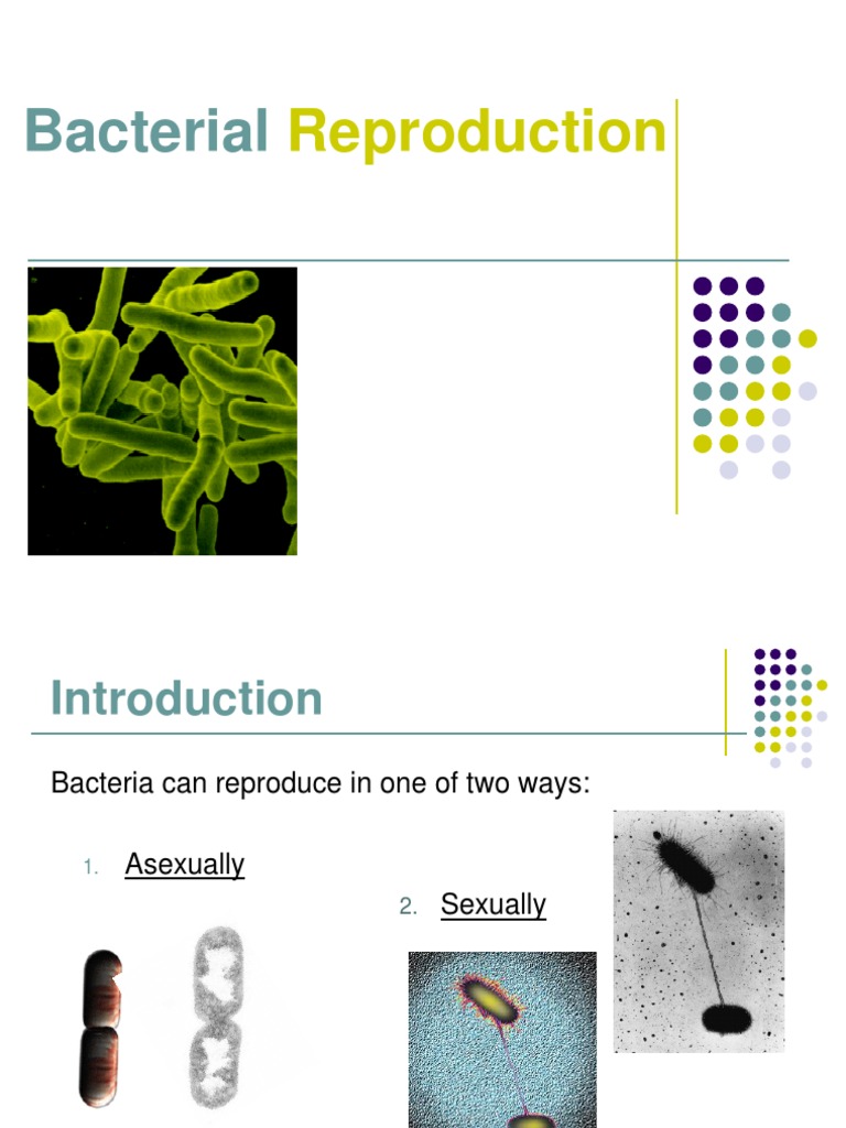 Bacterial Reproduction Methods Explained | PDF | Sexual Reproduction ...