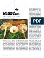 The Edible Termite Mushroom