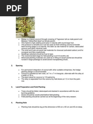 Kelapa Matag Pdf Coconut Leaf