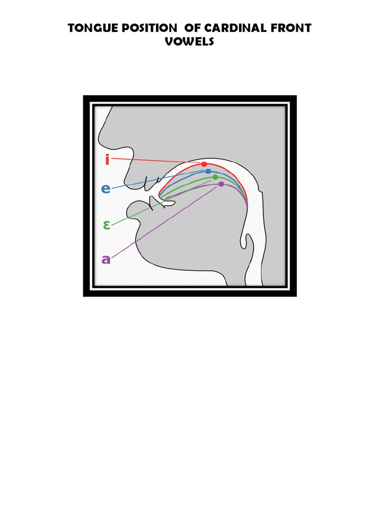 Tongue Position - Front Vowels | PDF | Phonetics | Linguistics