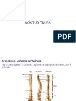 Kostur Trupa, Gornjih I Donjih Udova