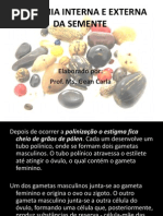 Anatomia Interna e Externa Semente N2