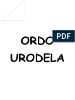 Ordo Urodela