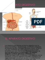 El Aparato Digestivo