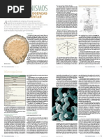 MICROORGANISMOS CAUSADORES DE DOENÇAS DE ORIGEM ALIMENTAR
