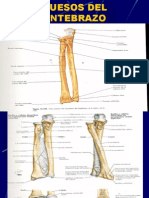 Huesos Del Antebrazo
