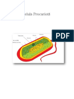 Celule Biologie