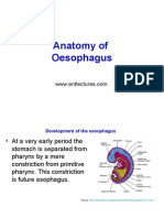 Anatomy of Oesophagus