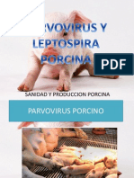 Parvovirus y Leptospira