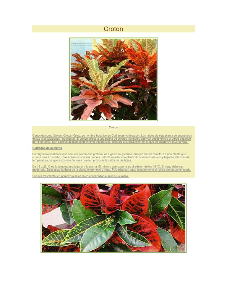 Crecimiento de heather (foto), plantación y cuidado, variedades | Un sitio  sobre un jardín, una residencia de verano y plantas de interior., image size:768x1024