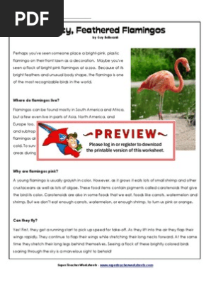 Flamingos