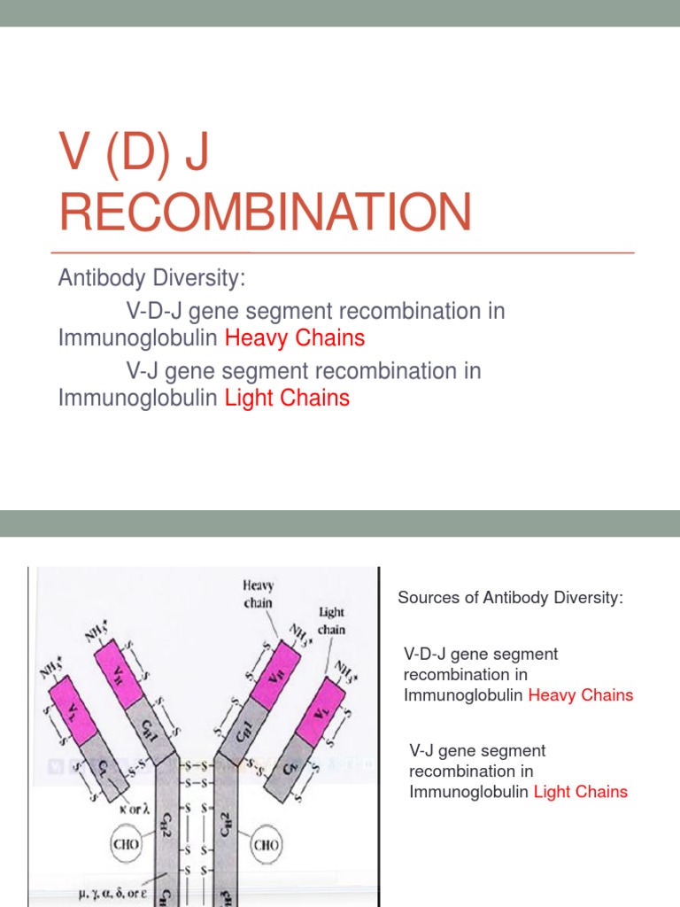 VDJ With Antibody Structure Antibody Dna Repair
