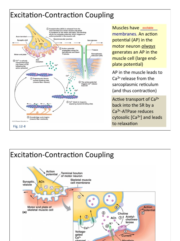 Excitation-Contraction Coupling in Muscles | PDF | Glycolysis | Cell ...