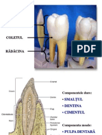 Dezvoltarea Dintilor Smalt Dentina