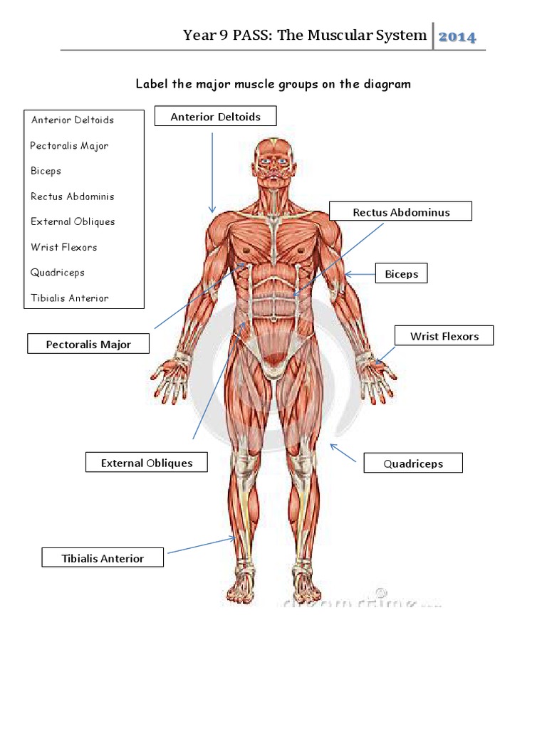 Labeling Major Muscle Groups | PDF