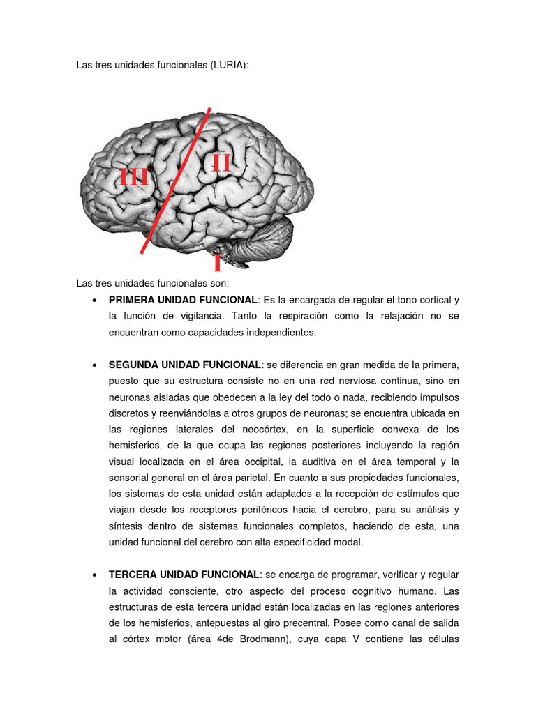 Tres Unidades Funcionales de Luria | PDF | Corteza cerebral | Lóbulo ...