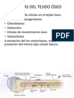 5 tipos células tejido óseo