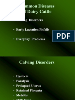 Common Diseases of Dairy Cattle