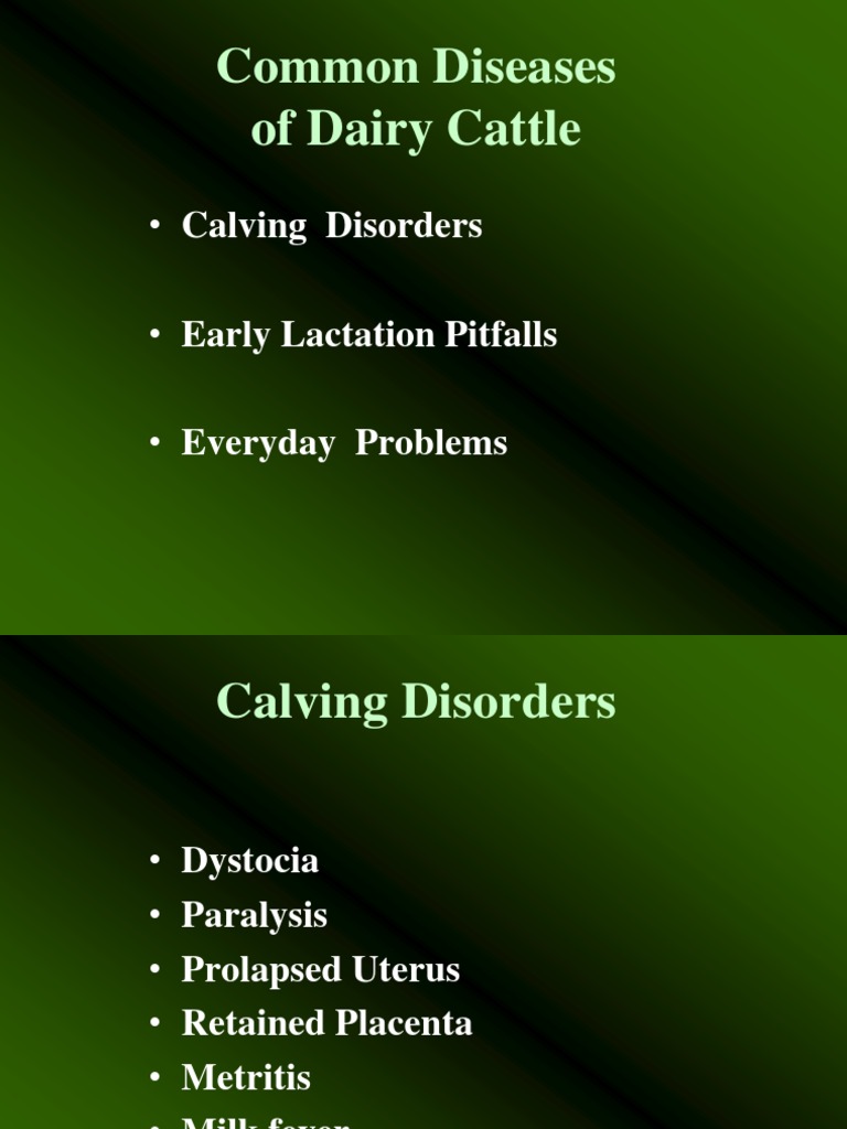 Common Diseases of Dairy Cattle .Ppt