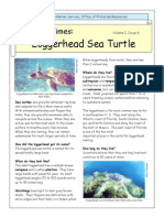 Kids Times Turtle Loggerhead