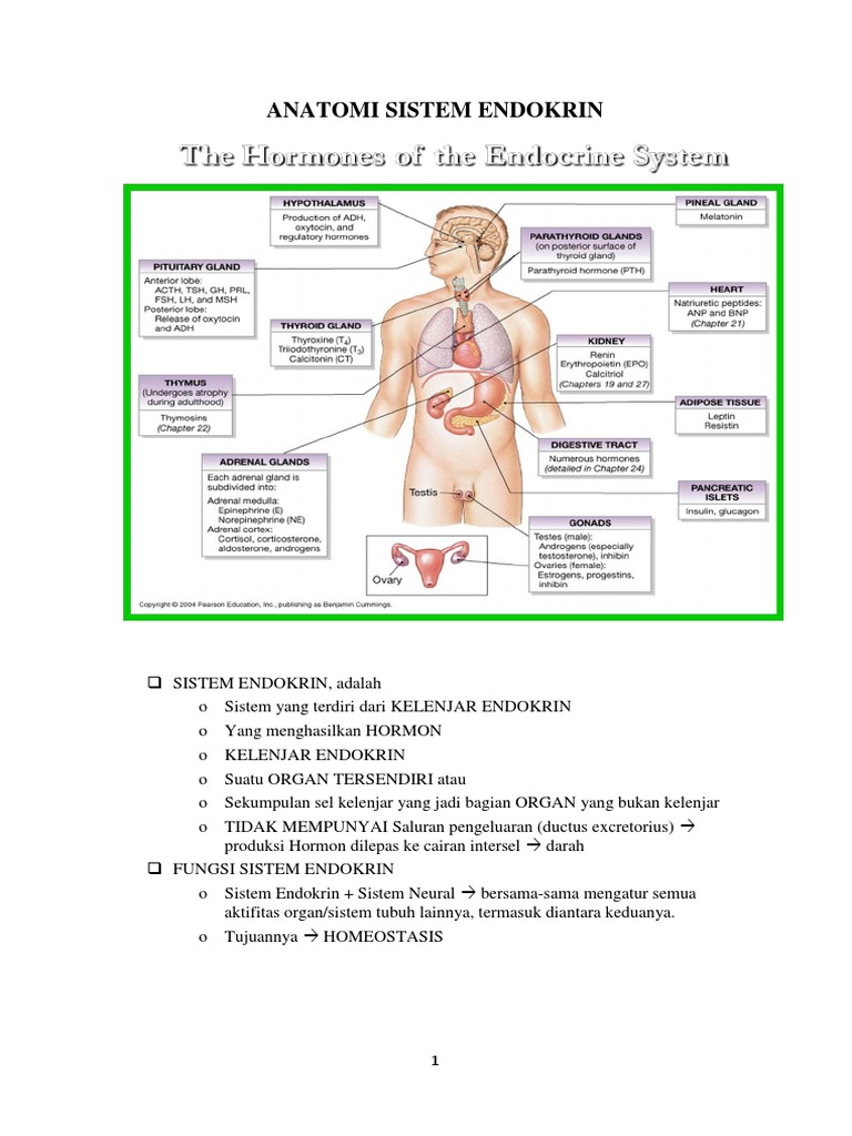 Anatomi Sistem Endokrin | Pdf