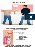 Aparatul Genital Masculin