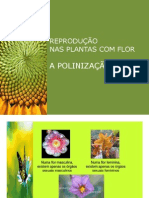 Reprodução Nas Plantas