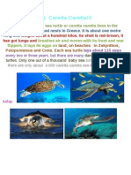 1) Caretta Caretta!!!: ..The Loggerhead Sea Turtle or Caretta Caretta Lives in The