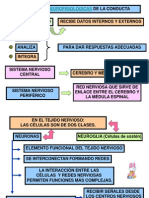 13362370 Bases Neurofisiologicas de La Conducta