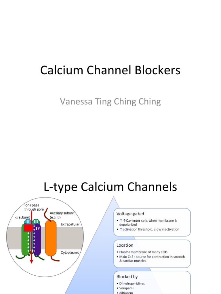 Mechanisms of Calcium Channel Blockers | PDF | Physiology | Medical ...