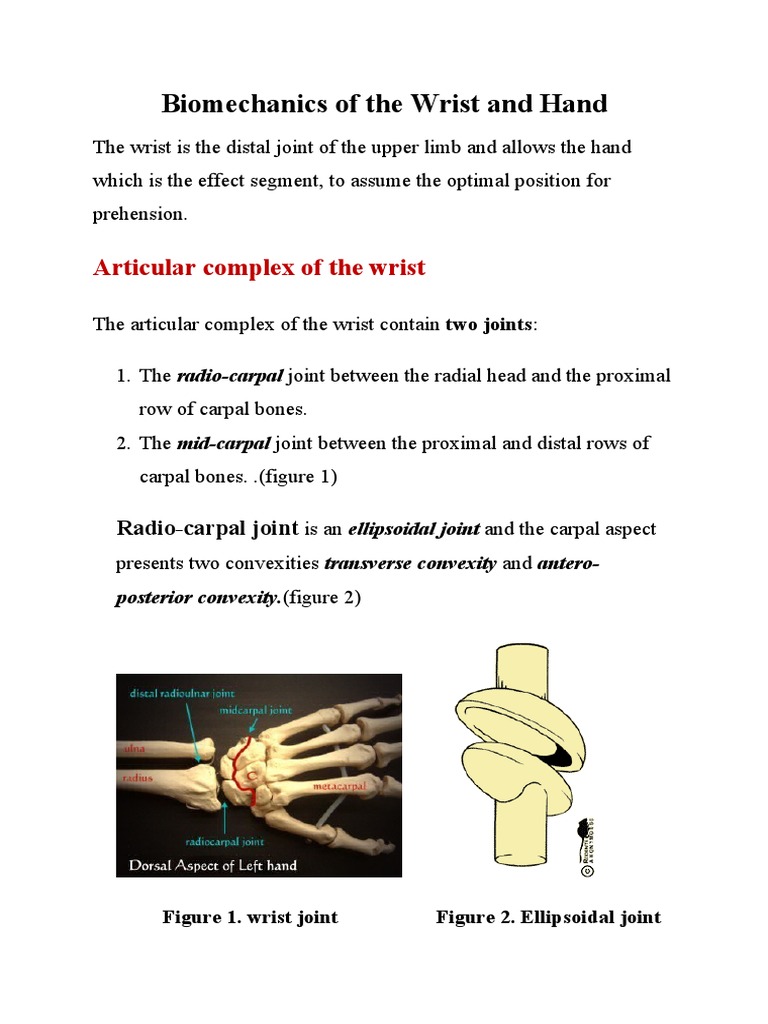 Wrist and Hand Biomechanics Overview | PDF | Thumb | Anatomical Terms ...