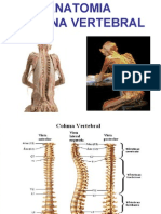 Anatomia Coluna Vertebral