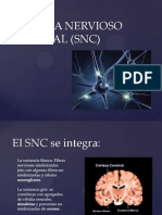 Sistema Nervioso Central (SNC)