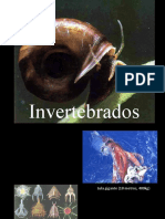 Invertebrados - ensino fundamental