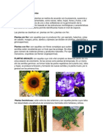 Clasficacion de Los Animales y Plantas