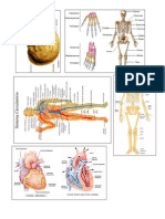 Sistema Oseo y Circulatorio