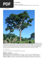 Cedro - Cedrella fissilis - Aline Angeli.pdf