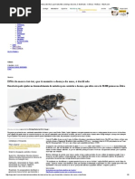 DNA Da Mosca Tsé-tsé, Que Transmite a Doença Do Sono, é Decifrado