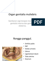 2 Genitalia Muliebris