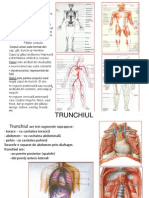 Curs 2 Masaj Power Point