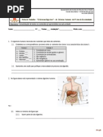 Ficha Sistema Digestivo