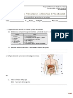 Ficha Sistema Digestivo