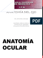 Anatomía Ocular